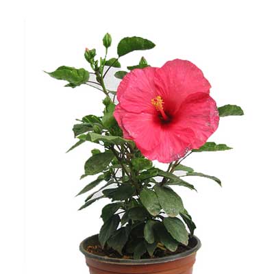 "Hibiscus Plant (Pink) - Click here to View more details about this Product